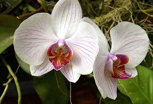 Fleurs d'orchidées d'intérieur