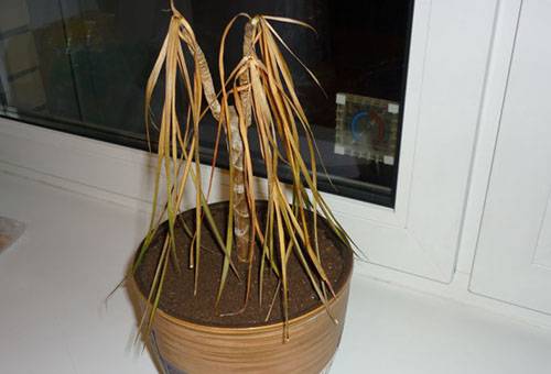 Plante séchée dans un pot